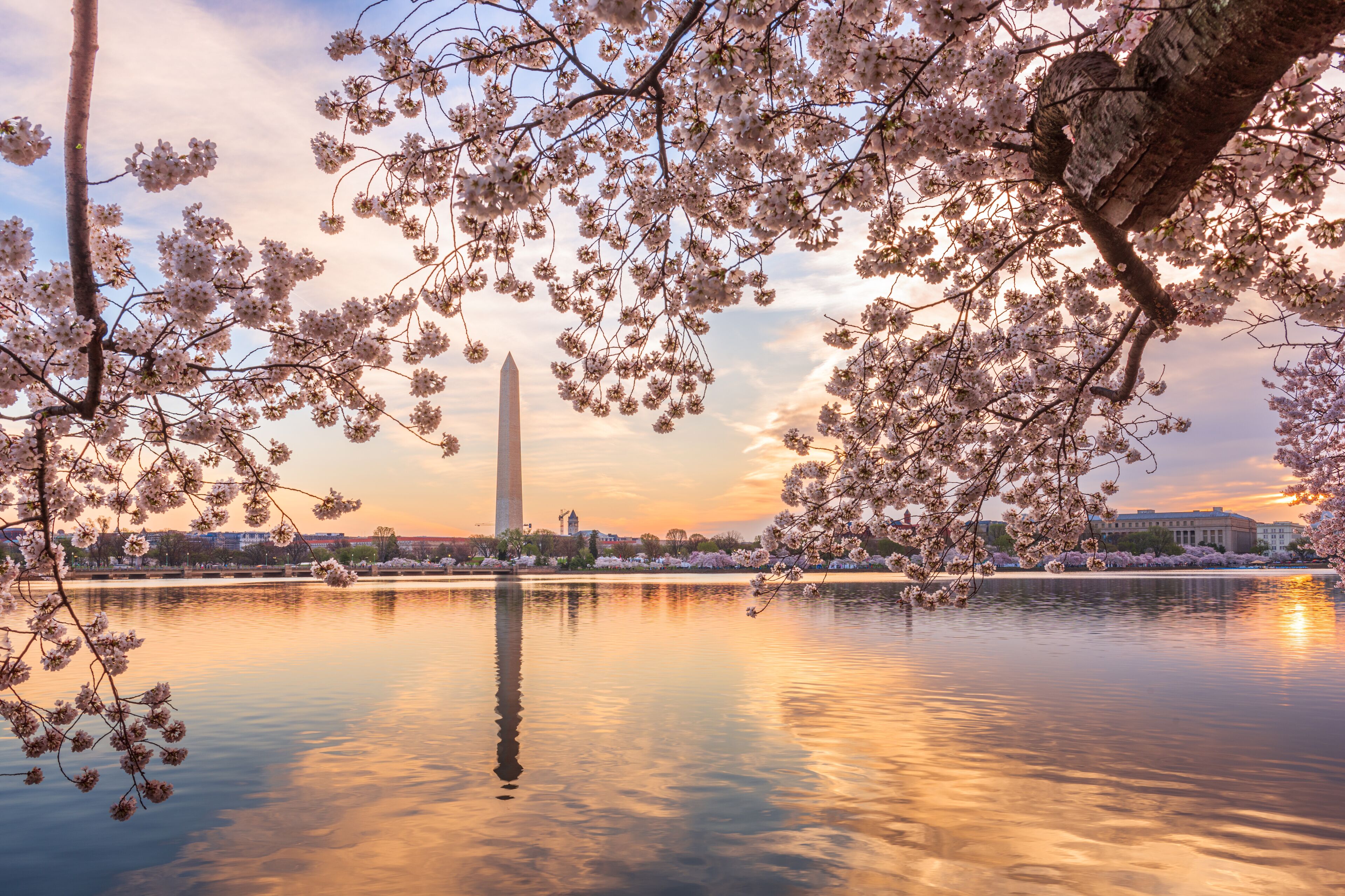 Les fleurs de cerisier, une étendue d’eau et le Washington Monument.