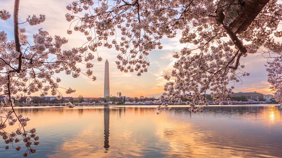 Les fleurs de cerisier, une étendue d’eau et le Washington Monument.