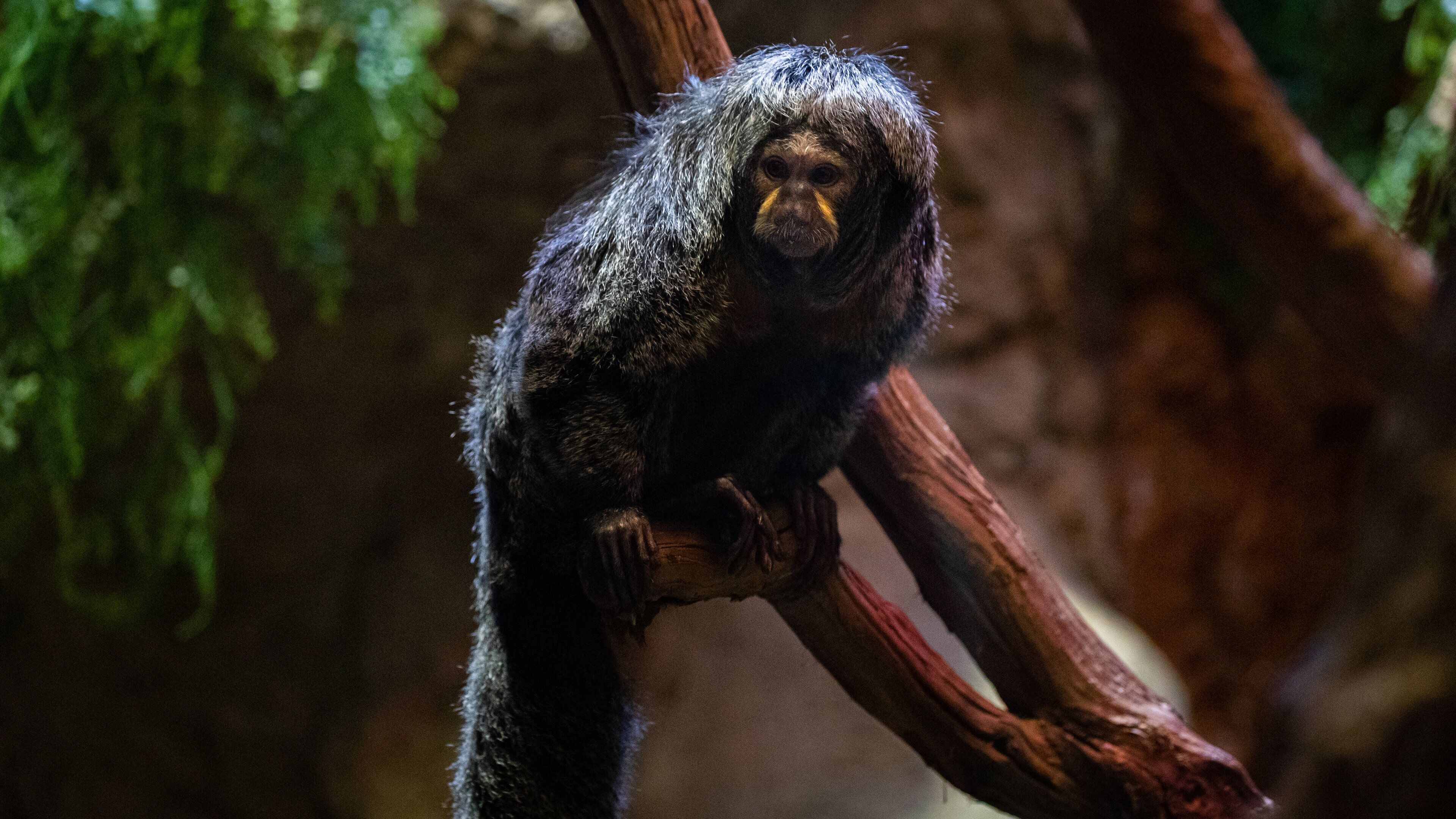 Smithsonian\'s National Zoo
