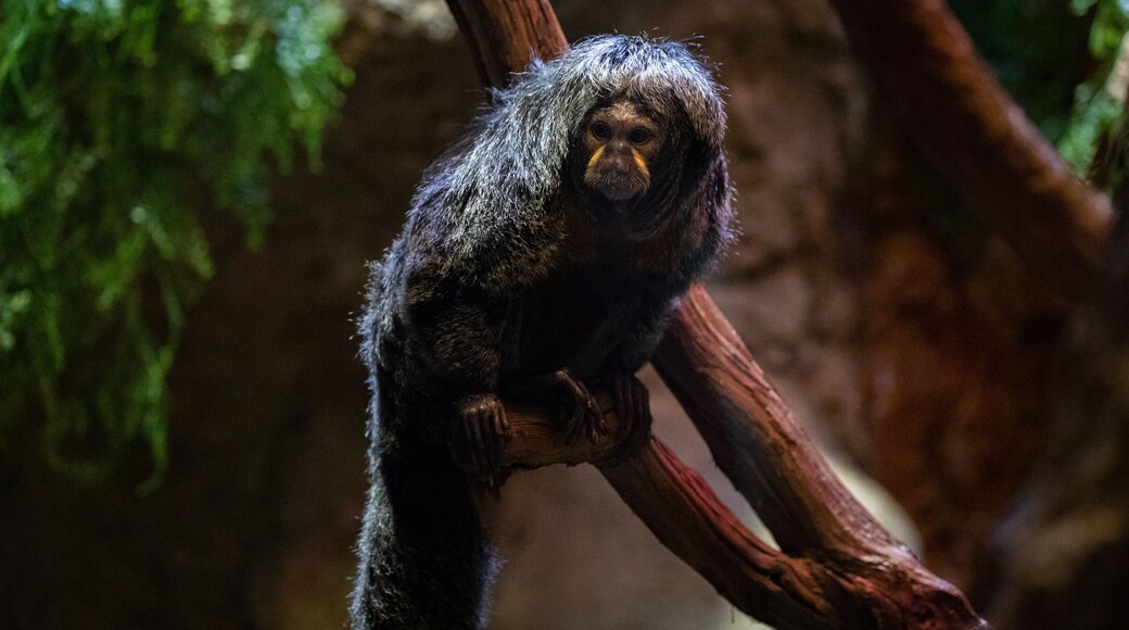 Smithsonian\'s National Zoo