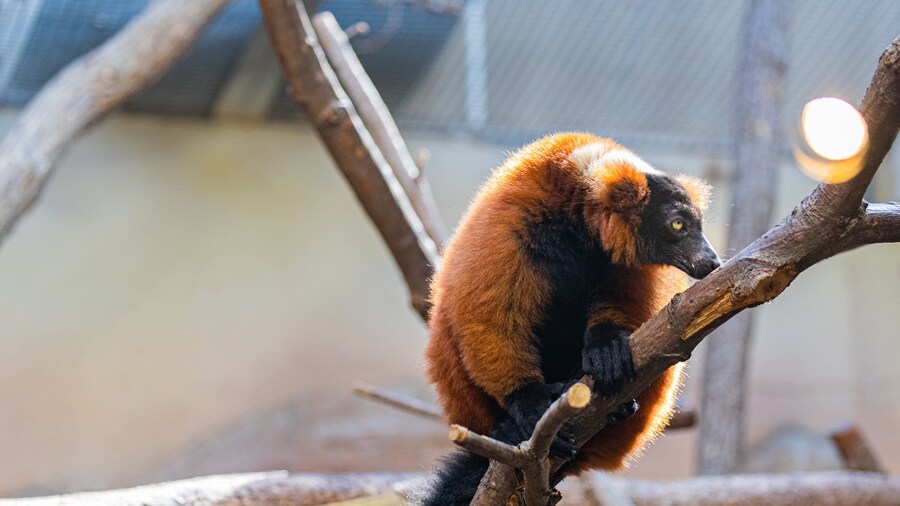 Smithsonian\'s National Zoo