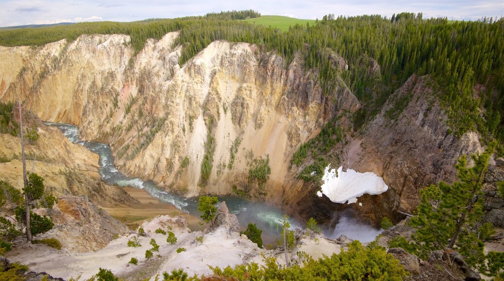 Grand Canyon of Yellowstone som visar forsar, stillsam natur och en ravin eller kanjon
