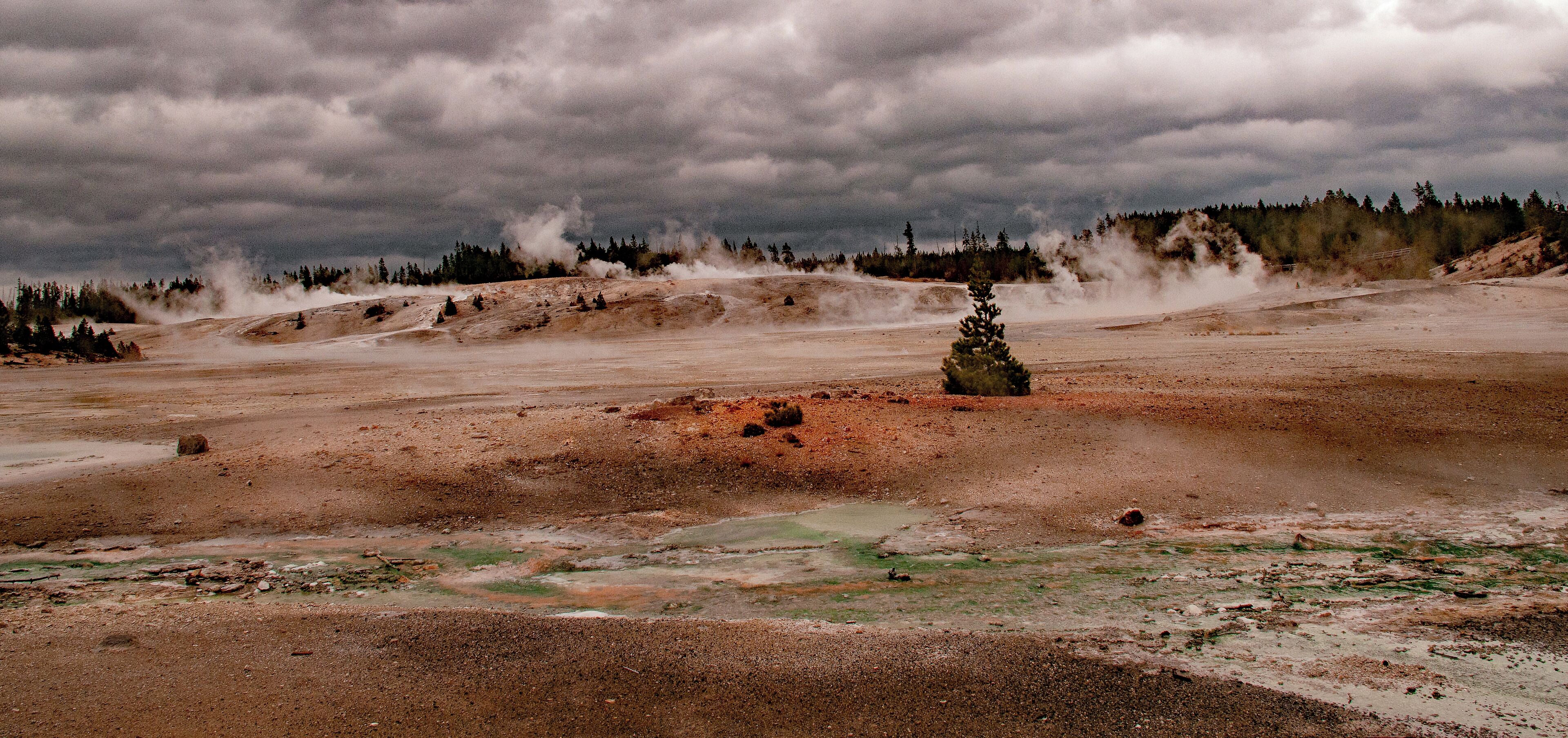 A geothermal area with steam vents, a small tree, and a forest in the background.