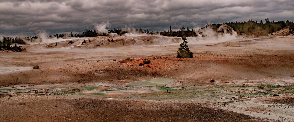 A geothermal area with steam vents, a small tree, and a forest in the background.