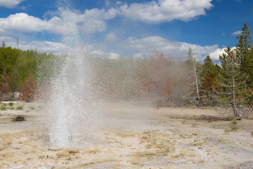 Geysir purkautuu kuivassa, kivikkoisessa maastossa, jossa kasvillisuus on niukkaa, ja taustalla näkyy metsä.
