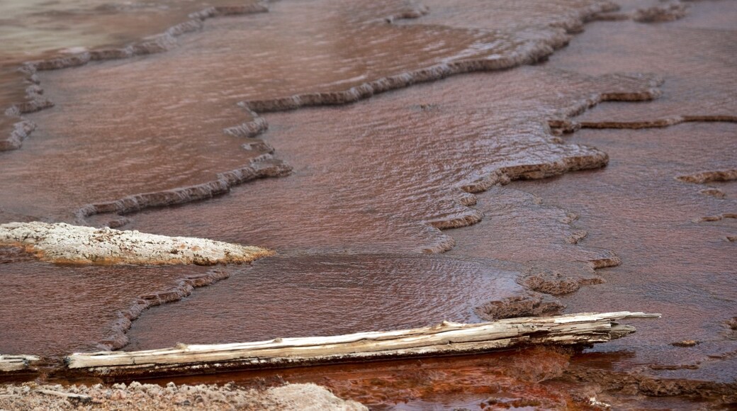 Norris Geyser Basin som inkluderer het kilde