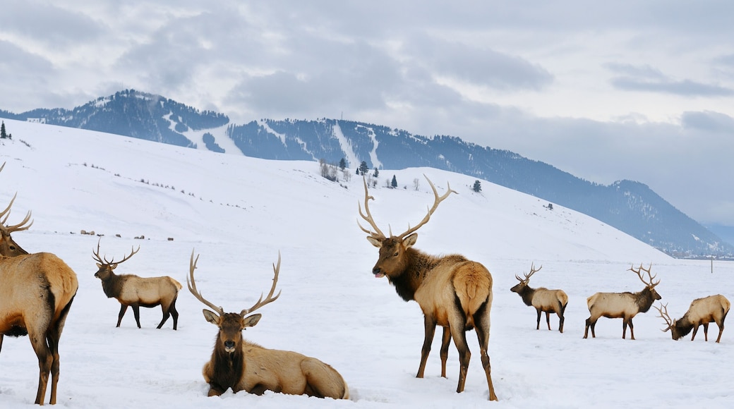 Group of bull Elk with antlers at the National Elk Refuge in Wyoming in winter with Snow King ski resort