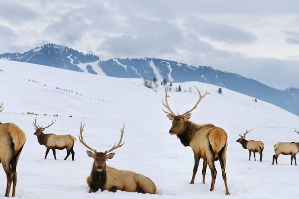 Group of bull Elk with antlers at the National Elk Refuge in Wyoming in winter with Snow King ski resort