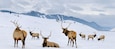 Group of bull Elk with antlers at the National Elk Refuge in Wyoming in winter with Snow King ski resort