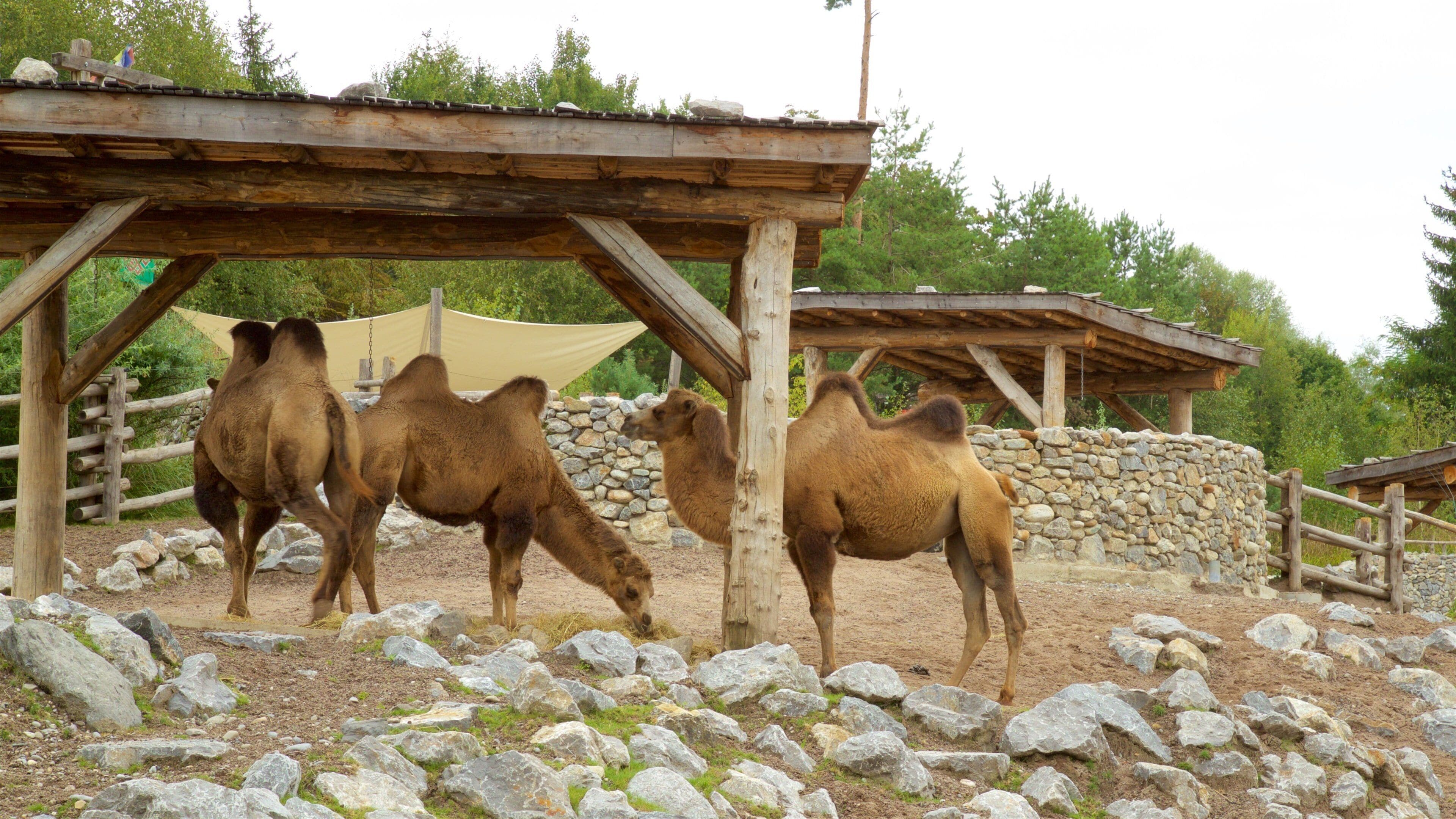 Zoo Zurich Tours - Book Now | Expedia