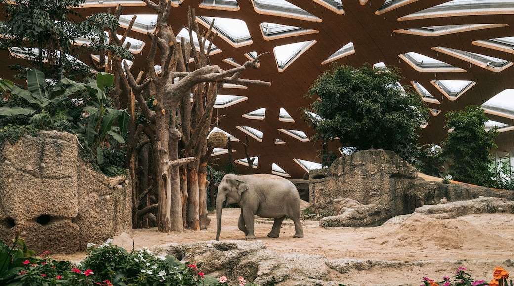 Zoo Zurich showing zoo animals and land animals