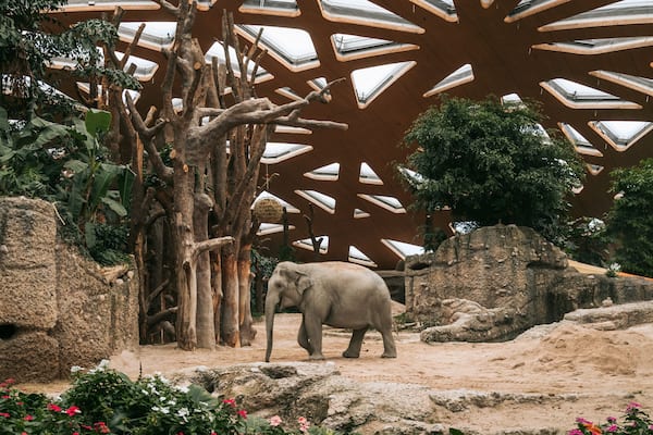Zoo Zurich showing zoo animals and land animals