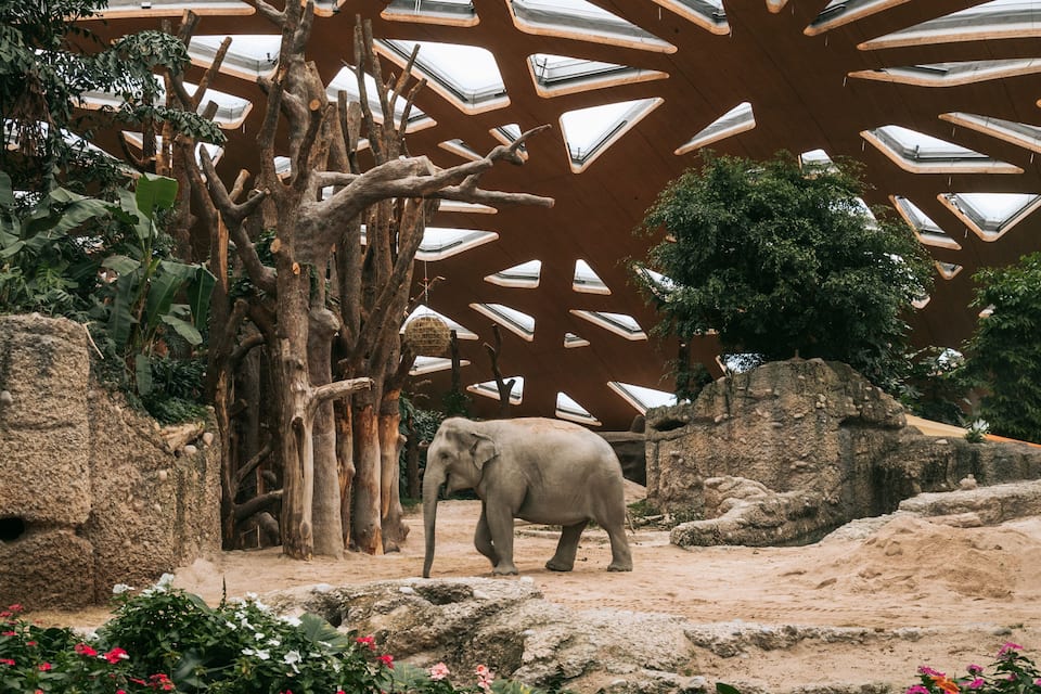 Ein Elefant in einer naturnahen Gehege mit Bäumen und Felsen.