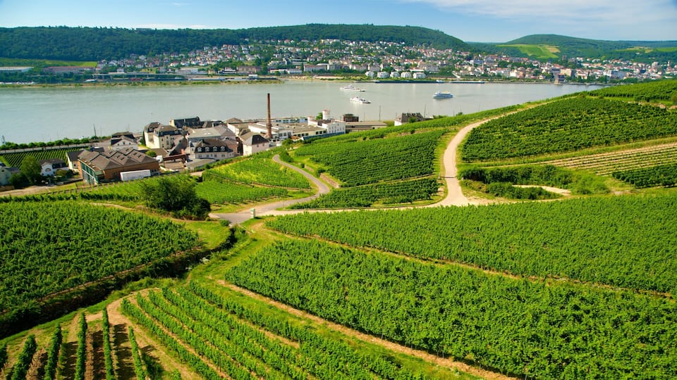 A vineyard with rows of grapevines, a river, and a town in the background.