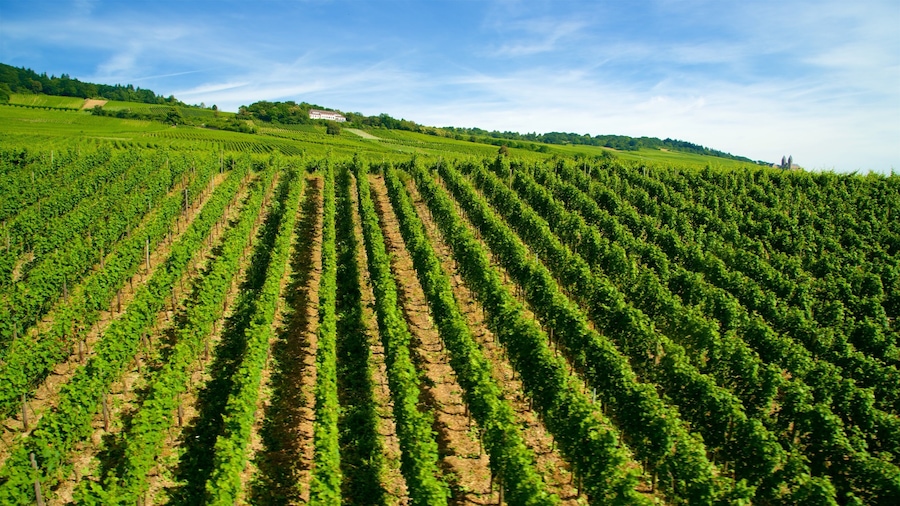 Ruedesheim am Rhein featuring tranquil scenes and farmland