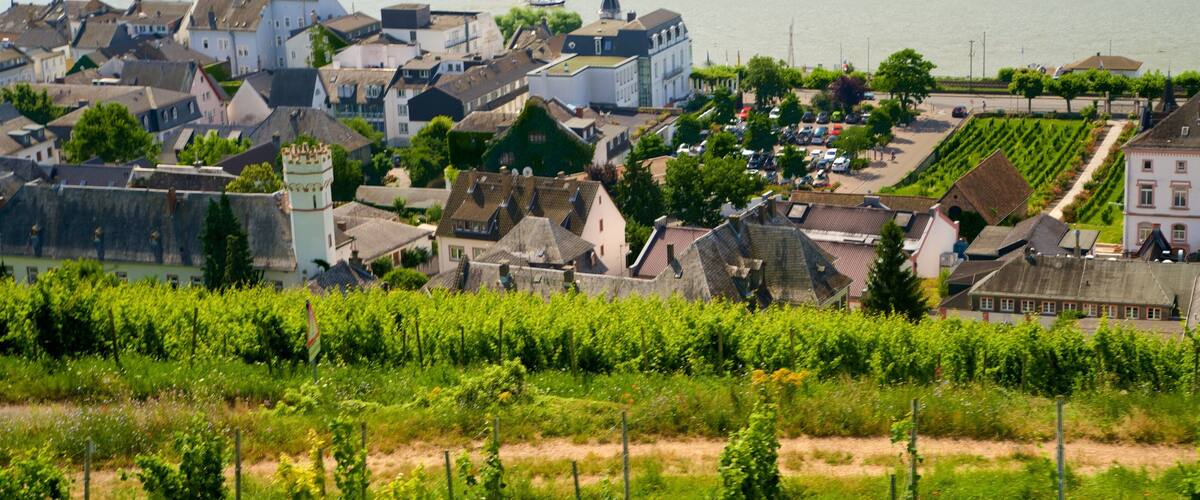 A riverside town with historic buildings, a tower, and vineyards.