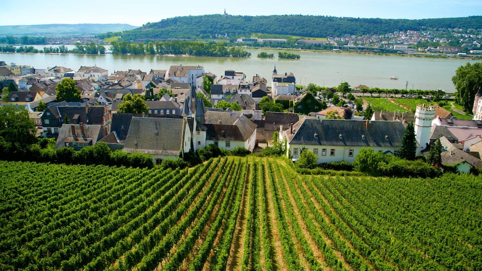A vineyard with rows of grapevines, a town with historic buildings, and a river in the background.