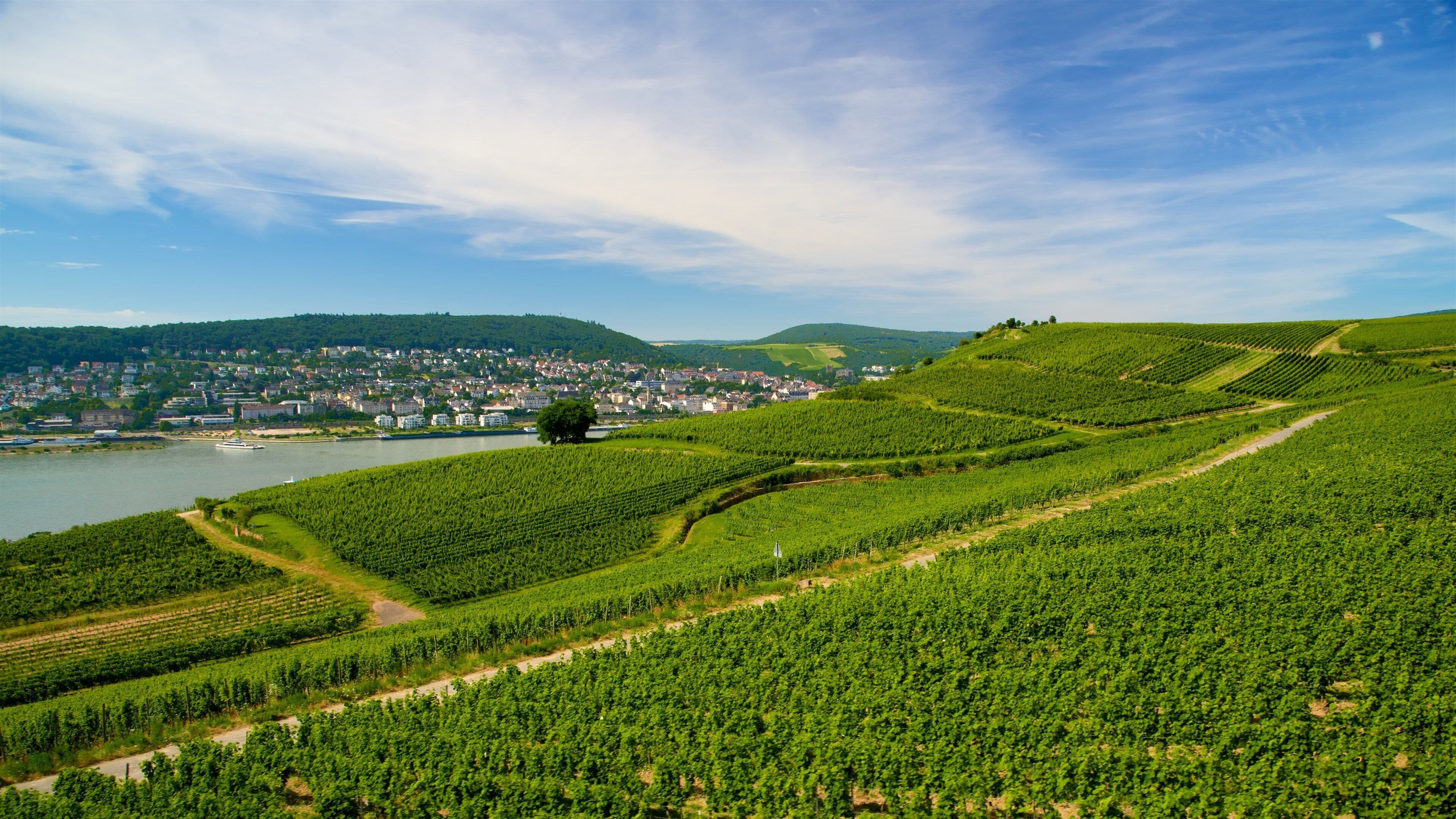 Rüedesheim am Rhein