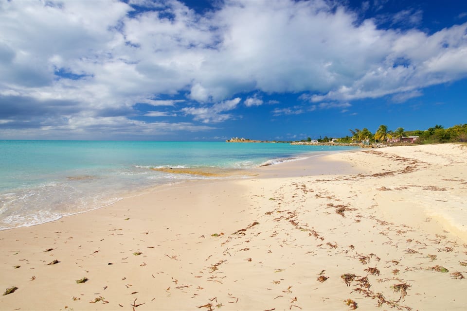 Una playa con agua turquesa cristalina, orilla arenosa y algas dispersas.