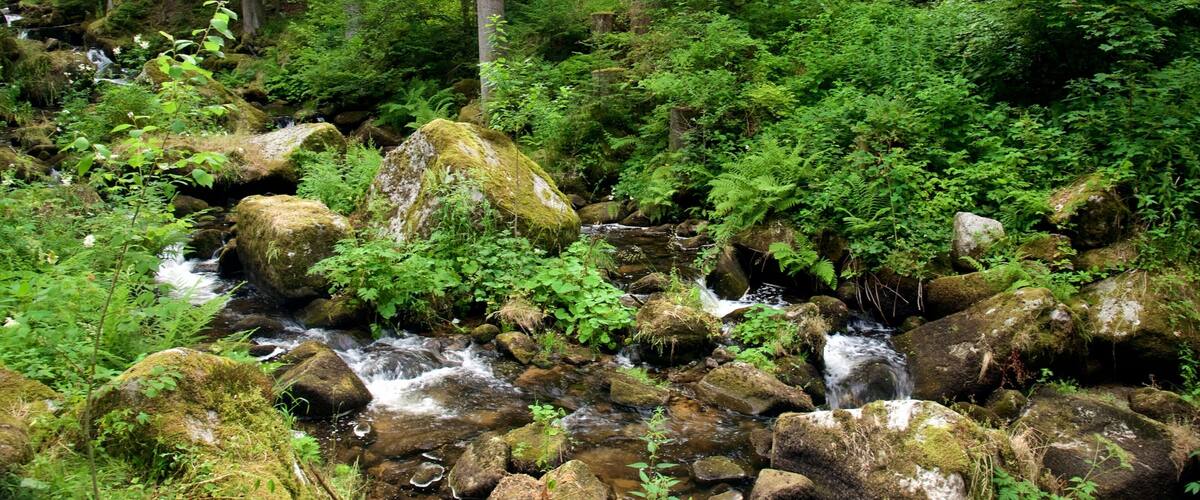 Triberg im Schwarzwald showing rainforest