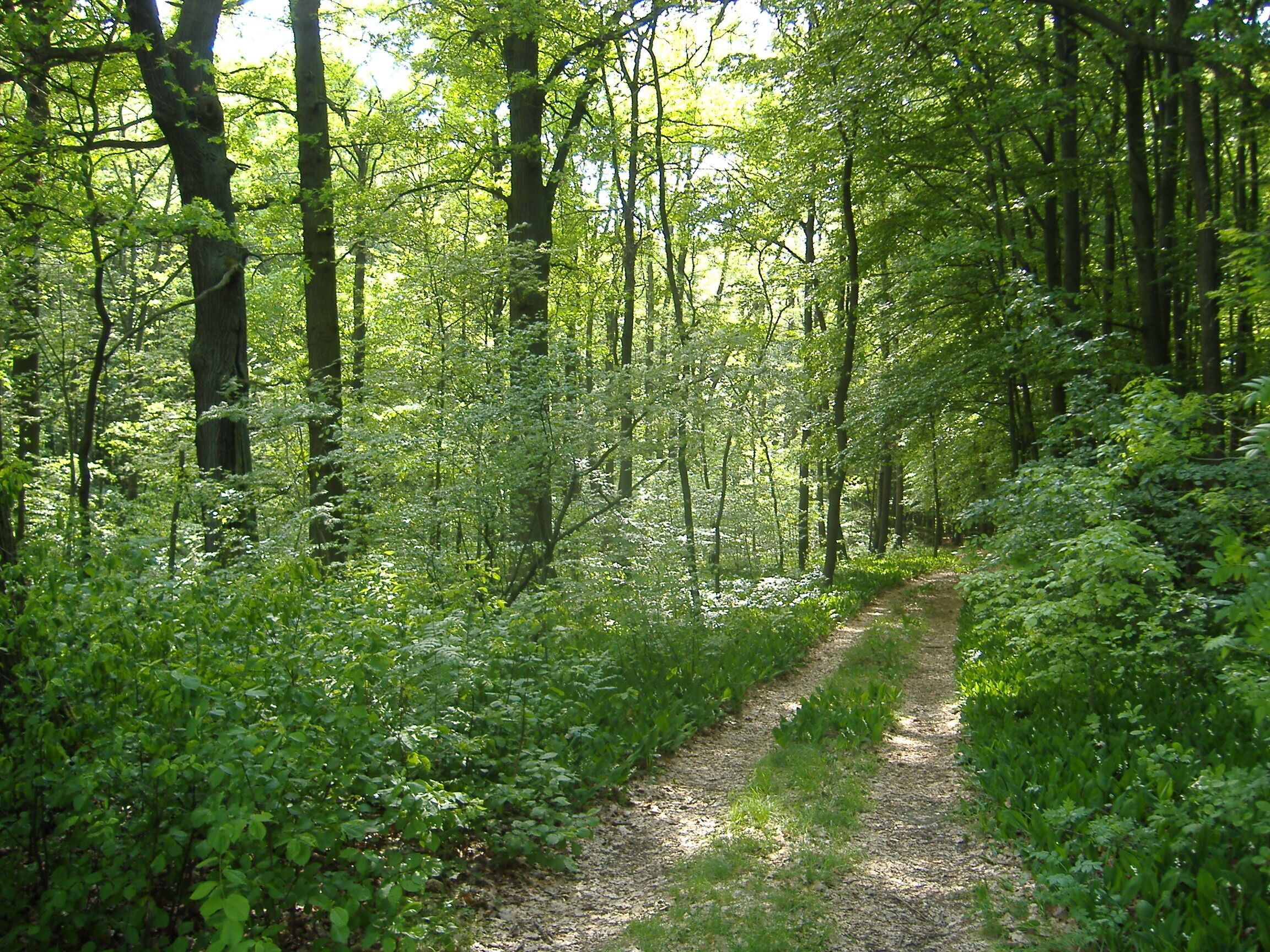 Frankfurt(Oder) Stadtwald im Frühling