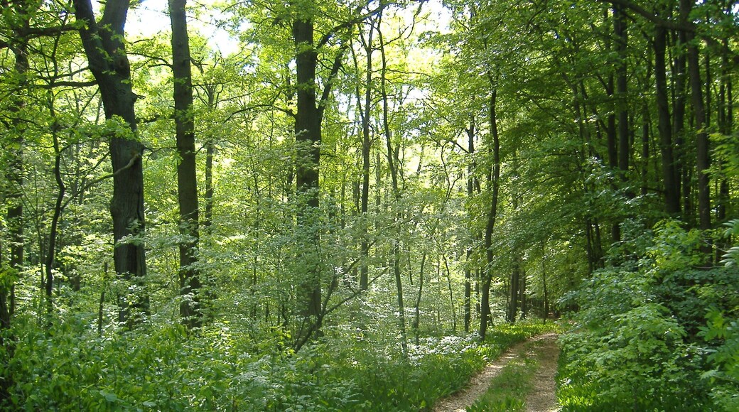 Frankfurt(Oder) Stadtwald im Frรผhling