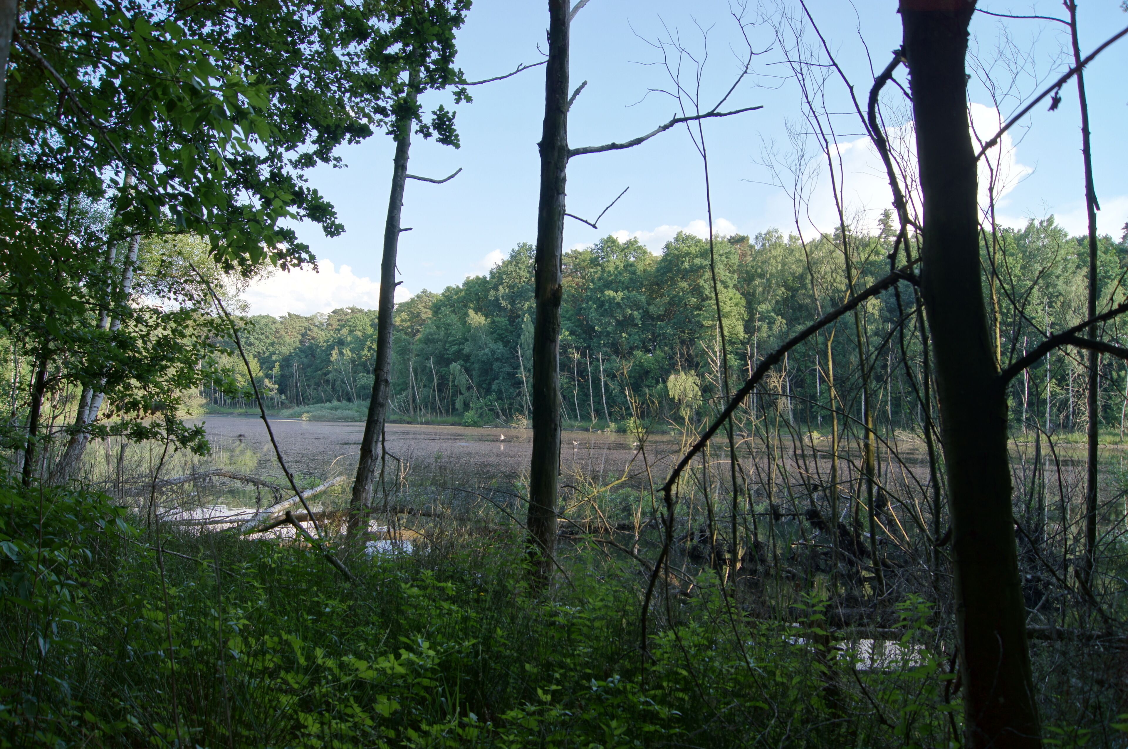 Blanke Hölle der Biegener Hellen in Hohenwalde (Frankfurt (Oder))