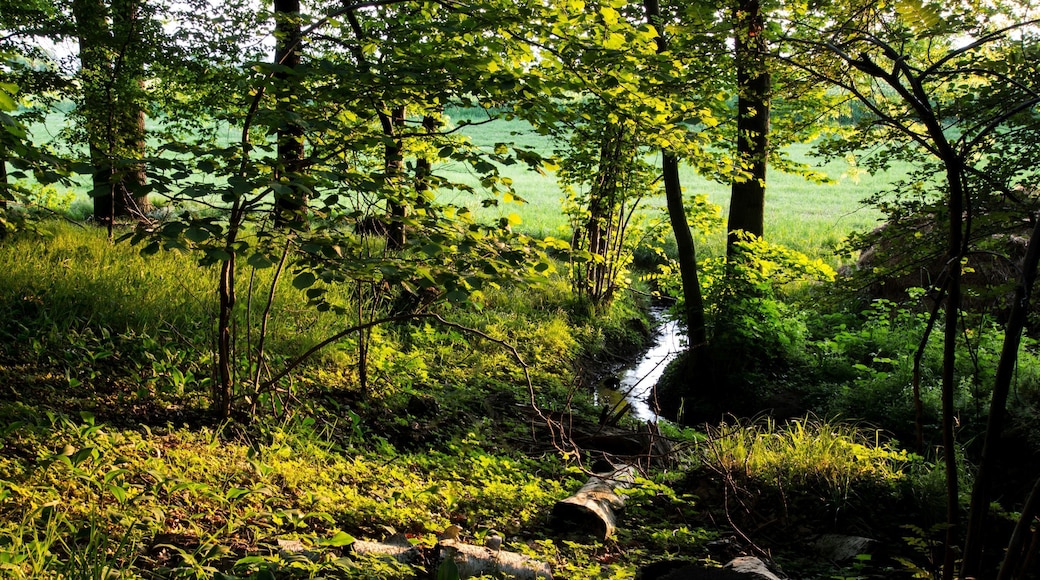 Mischholzforst, Totholz, Farn, Bachlauf an der westlichen Grenze des NSG