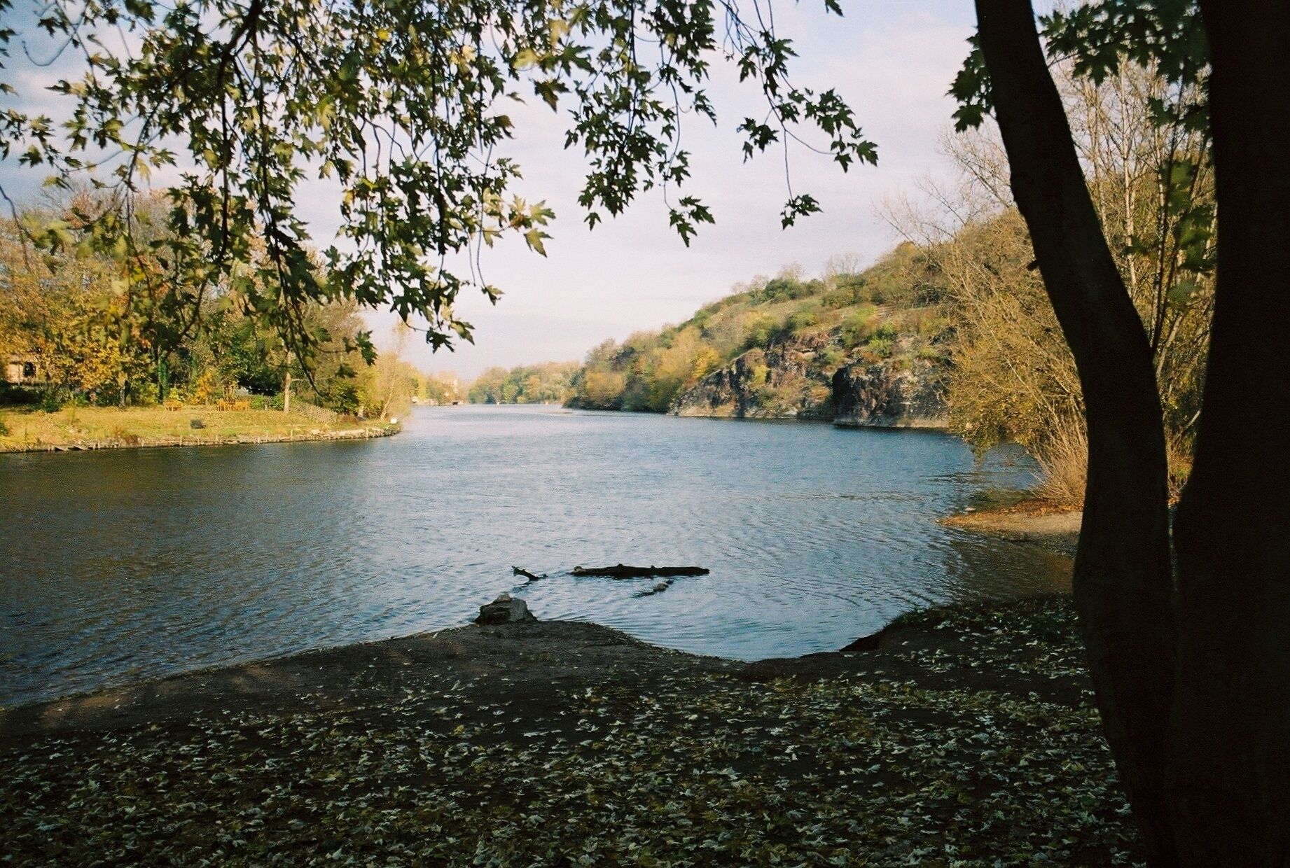 A river with a fallen tree in the water, surrounded by trees and a grassy bank.