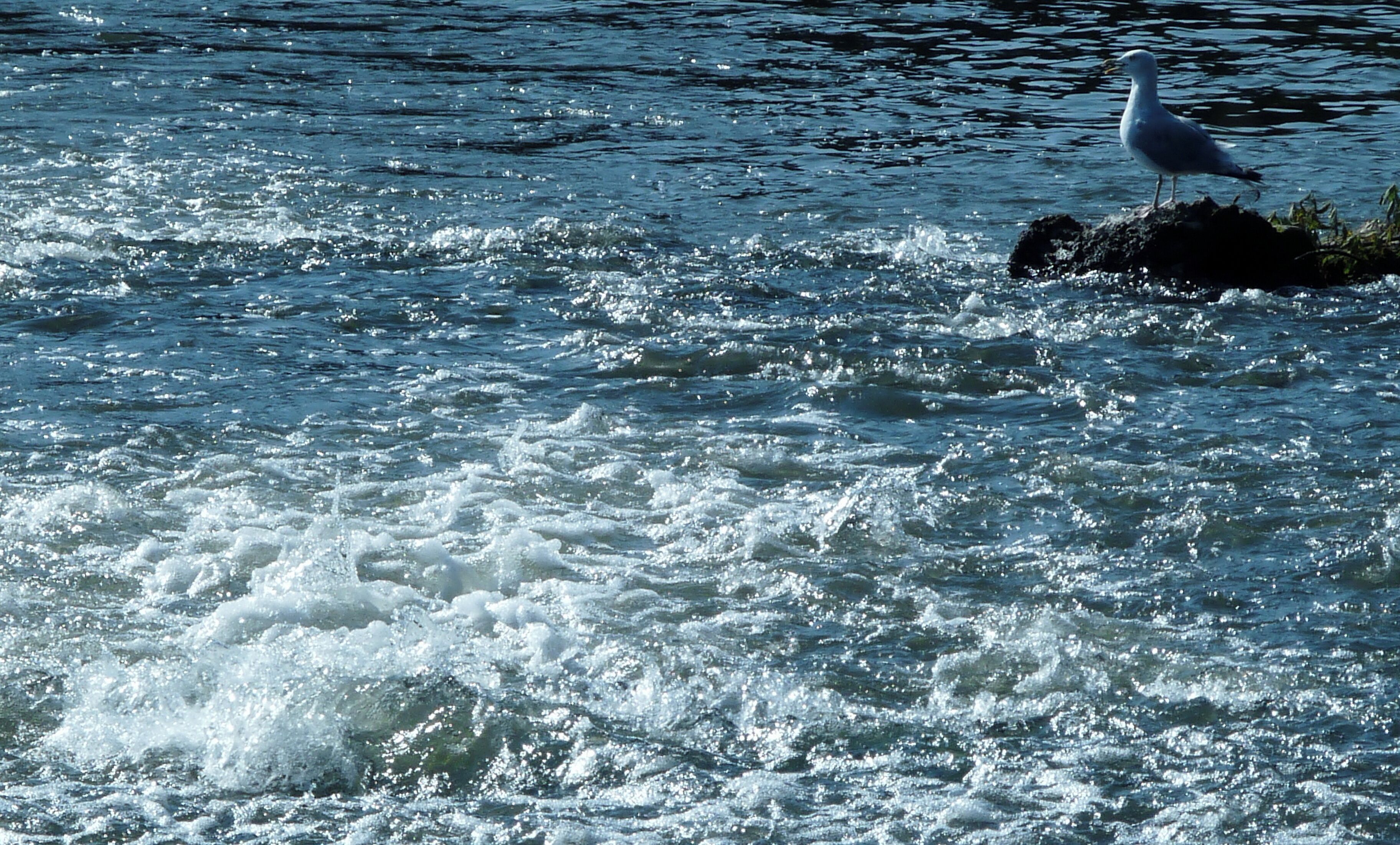 Diese Möwe könnte auf einen Leckerbissen warten.