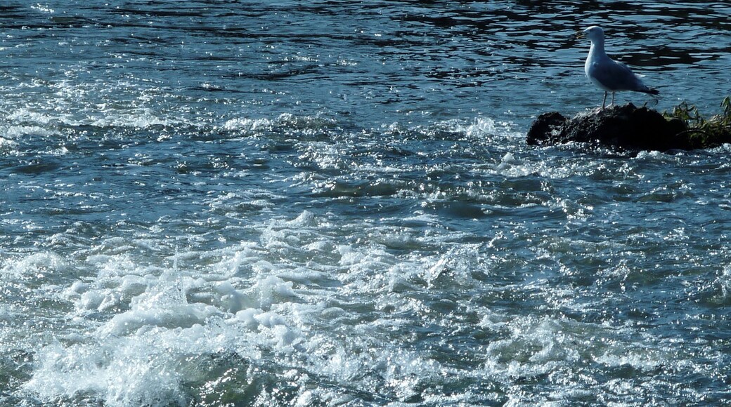 Diese Möwe könnte auf einen Leckerbissen warten.