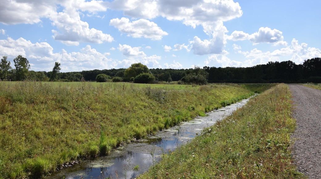 Verlauf der Furtlake vor der Mündung in den Elbe-Umflutkanal (Ehle)