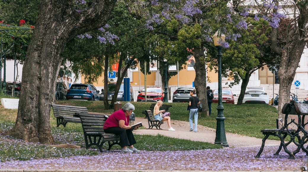 Lapa showing wildflowers and a park as well as an individual femail