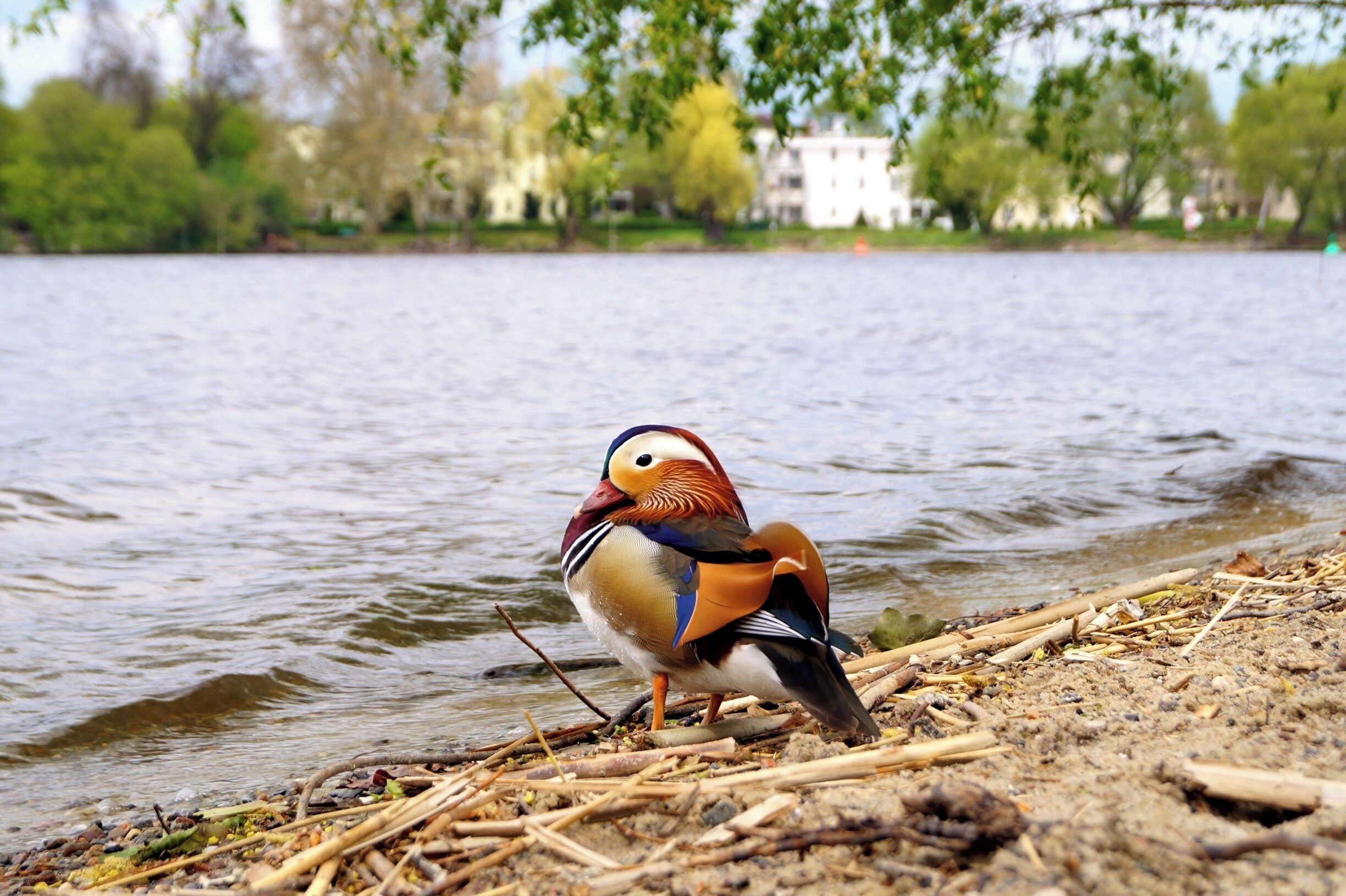Un pato mandarín junto a un lago, con juncos y árboles al fondo.