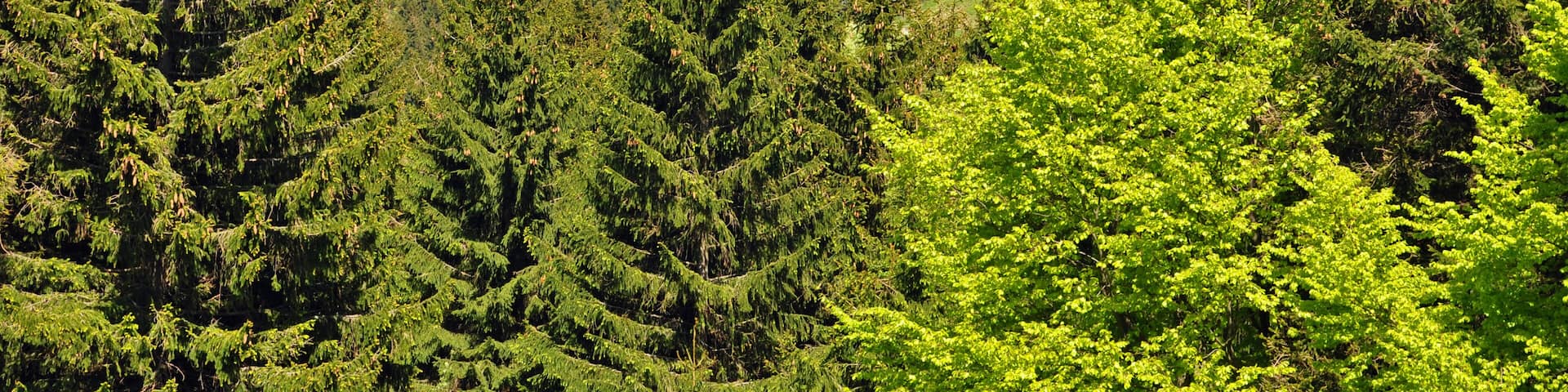 Oberhof - Thüringer Wald