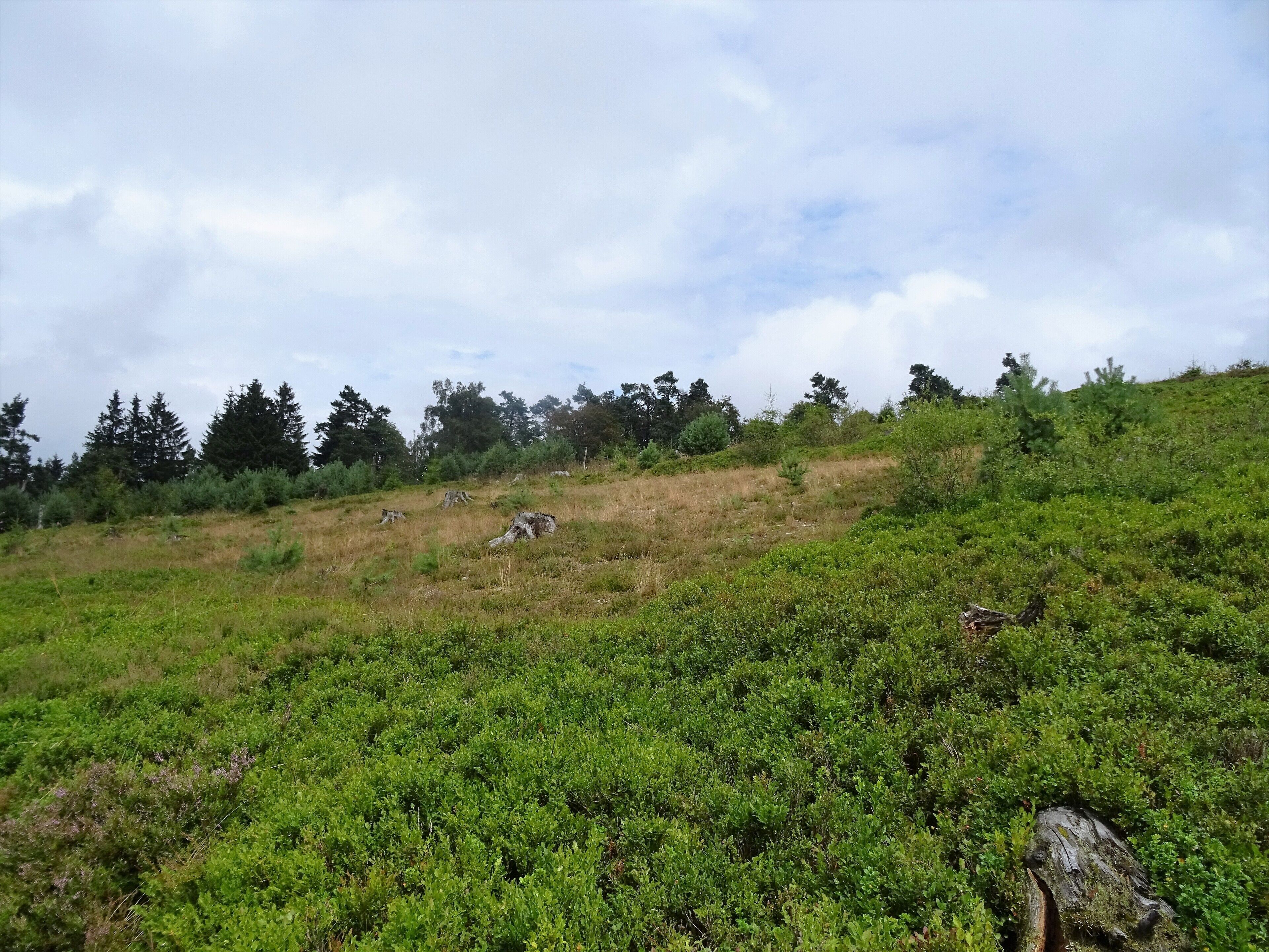 1635028 NSG Kahle Pön bei Usseln (Hessen) - Hochheide (8)