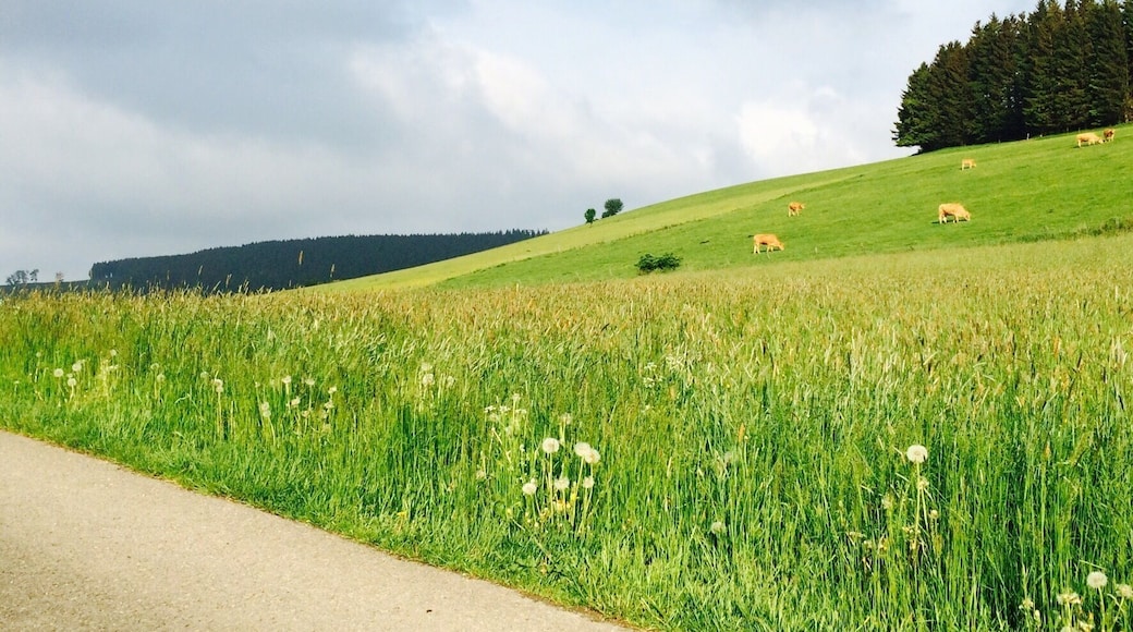 Lost in the countryside near Willingen.
