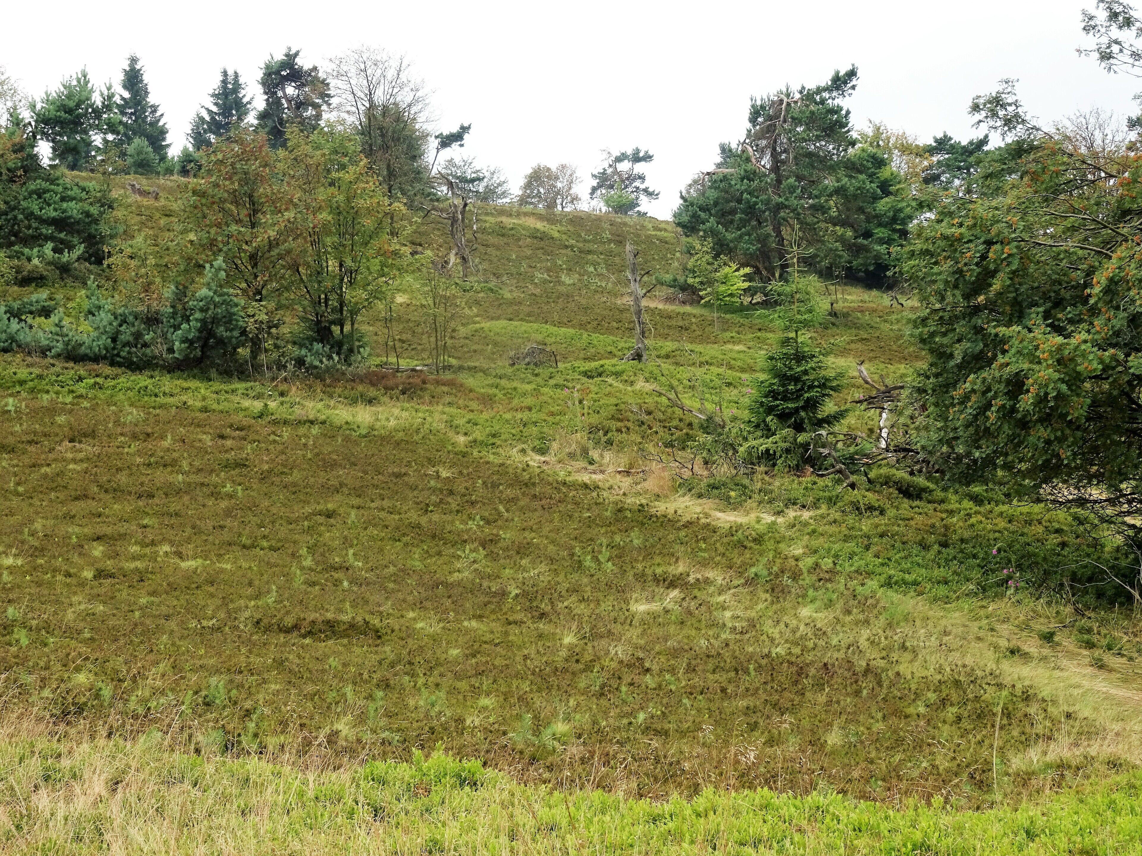 1635028 NSG Kahle Pön bei Usseln (Hessen) - Hochheide (15)