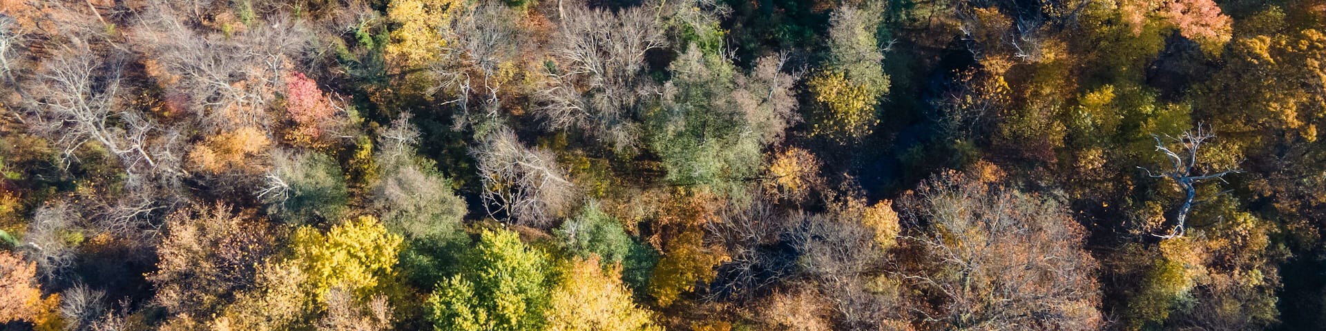 A dense forest with a variety of trees displaying autumn colors.