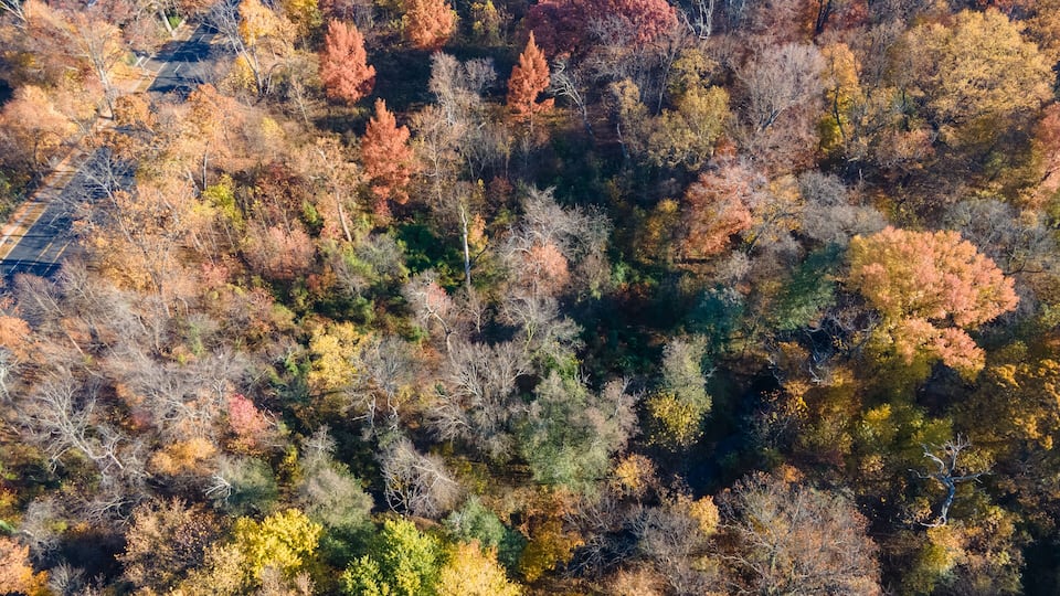 A dense forest with a variety of trees displaying autumn colors.