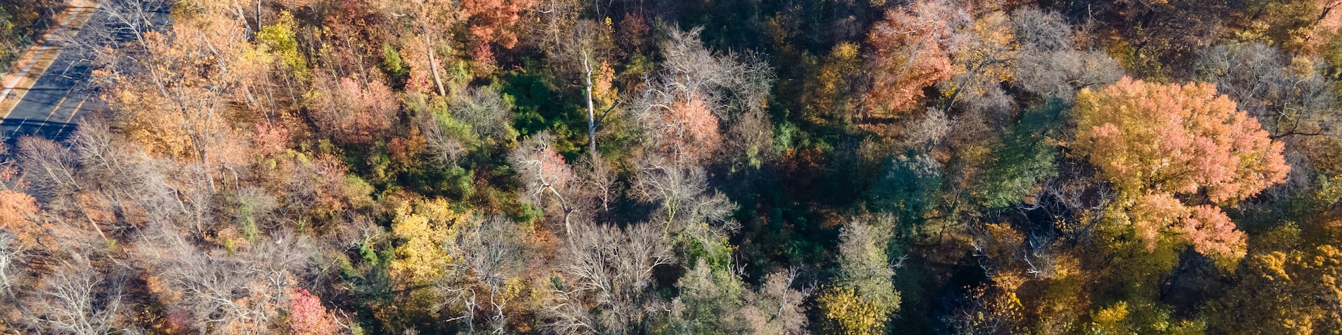 A dense forest with a variety of trees displaying autumn colors.
