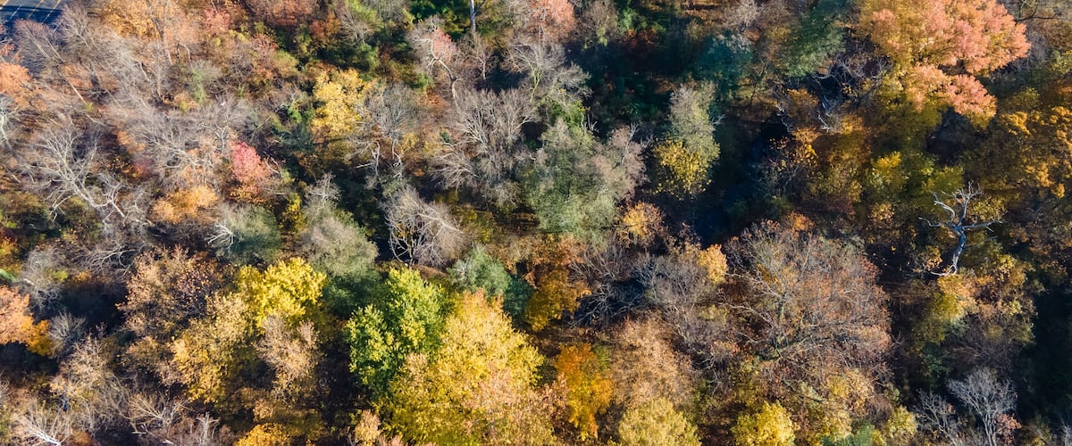 A dense forest with a variety of trees displaying autumn colors.