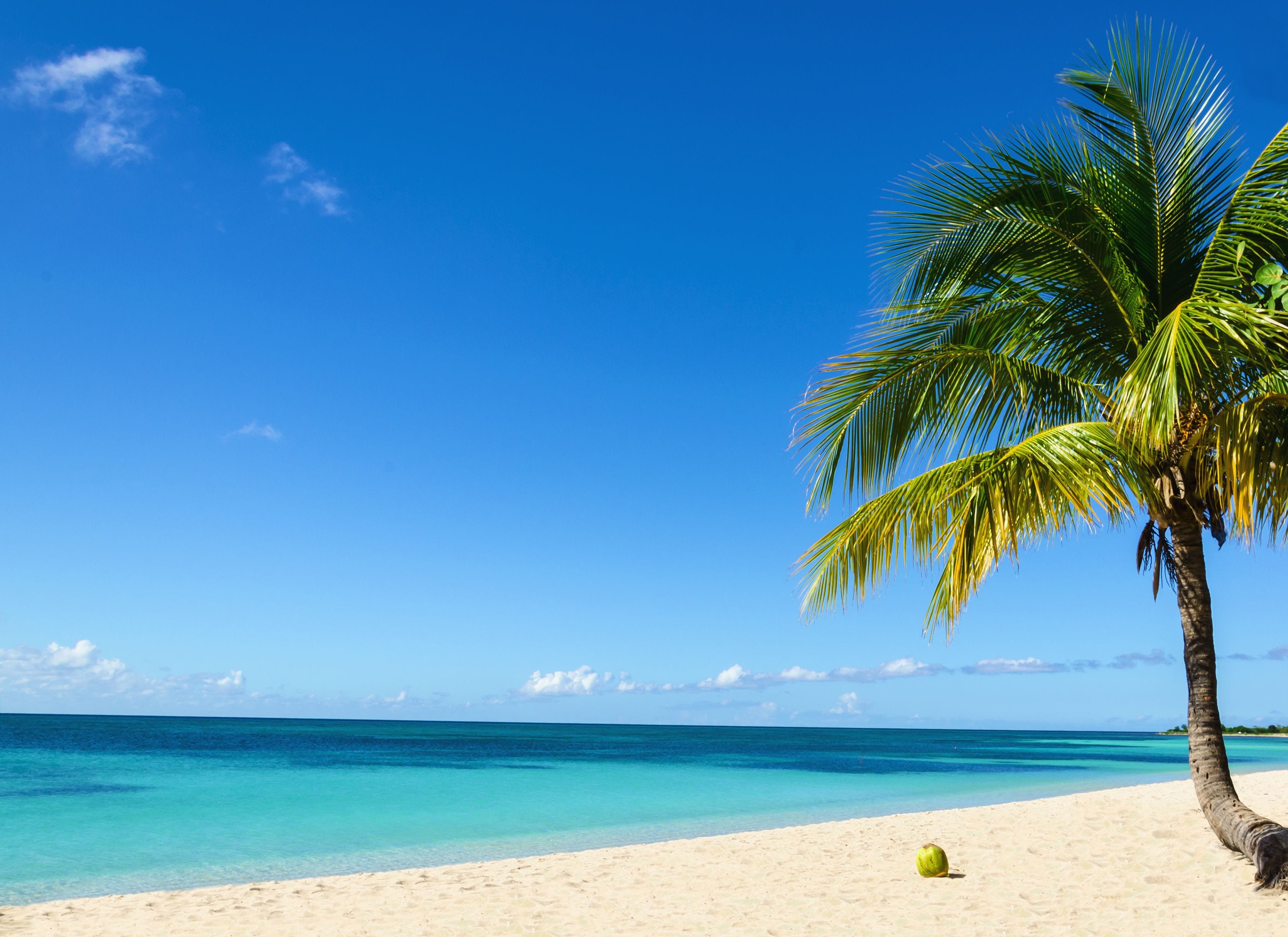 Una playa con cielo azul despejado, agua color turquesa y una palmera.