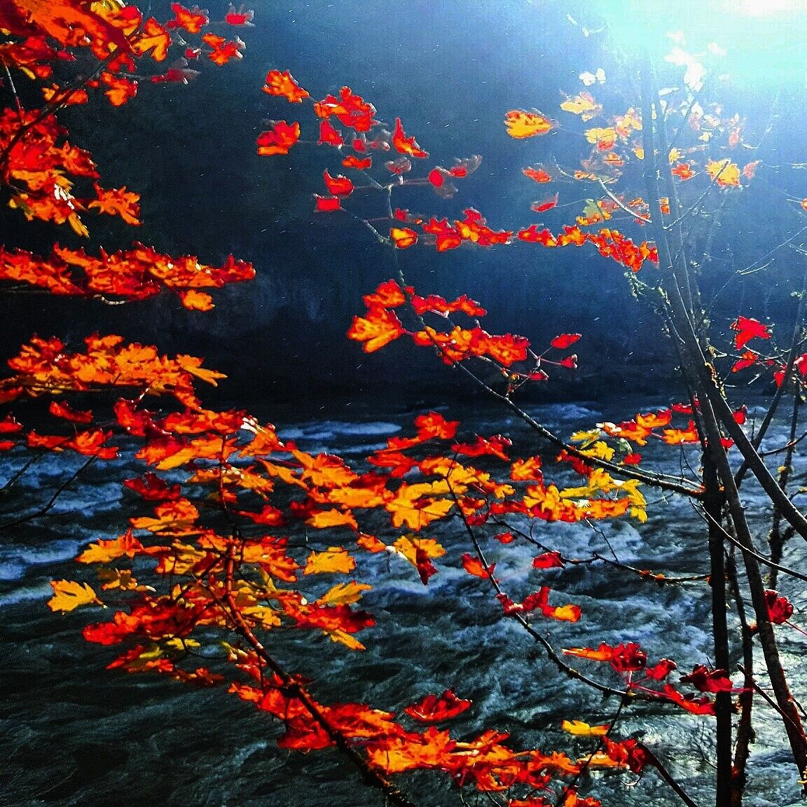Un río con hojas otoñales en rojo y amarillo.