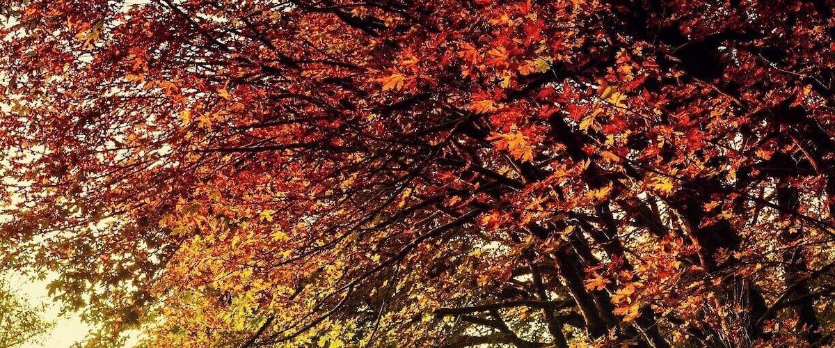The Snoqualmie Valley Trail is a veritable corridor of color this time of year!