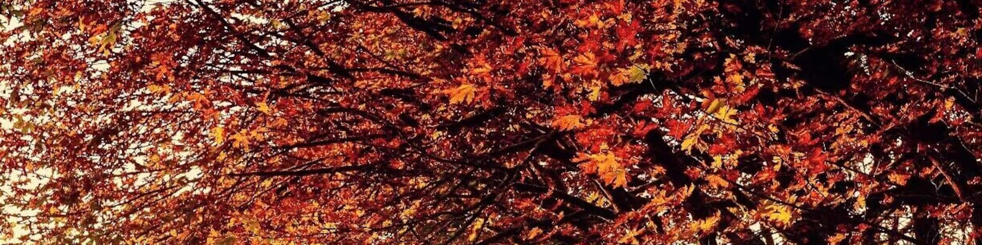 The Snoqualmie Valley Trail is a veritable corridor of color this time of year!