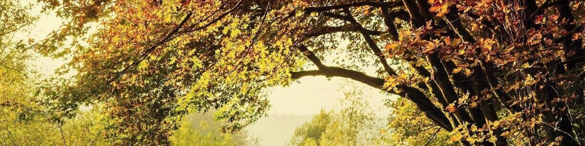 The Snoqualmie Valley Trail is a veritable corridor of color this time of year!