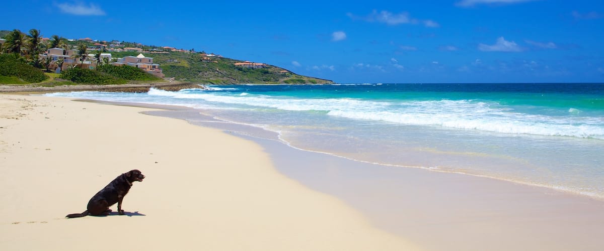 Guana Bay Beach showing a beach, tropical scenes and landscape views
