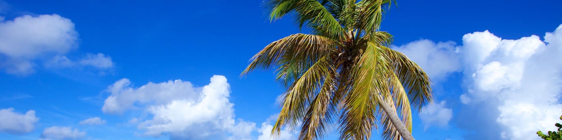 Mullet Beach mettant en vedette scĂšnes tropicales, plage de sable et panoramas