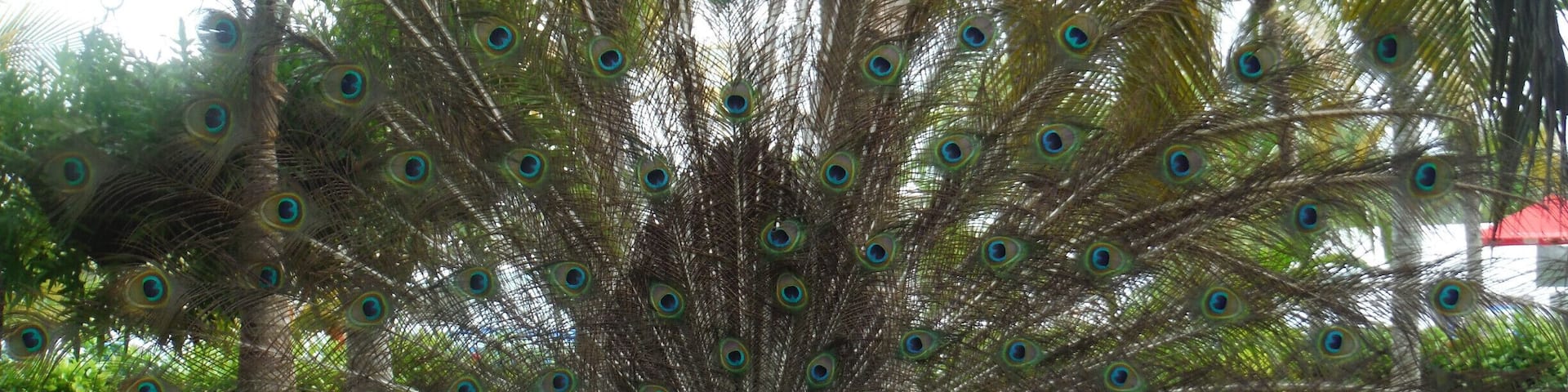 If you want to relax and eat and drink your heart out for a few days while in Colombia, check out this all-inclusive. One of the highlights of our stay was the beautiful peacocks roaming the property, feathers spread out proudly. #patterns